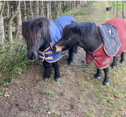 See the onsite horses and ponies